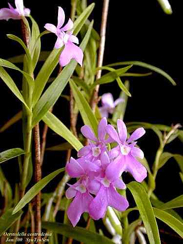 Oerstedella centradenia
